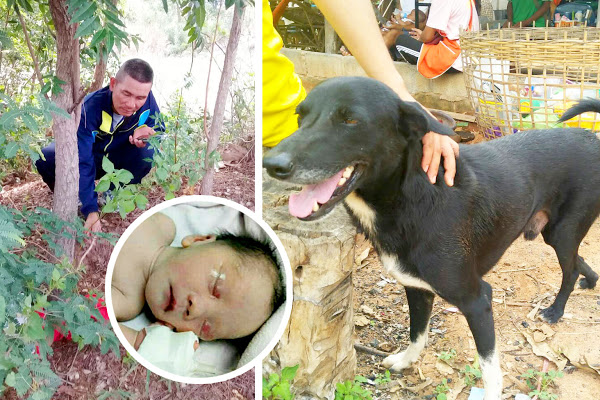 dog saved boy